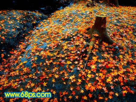Photoshop 一幅橙黄的落叶图