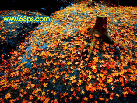 Photoshop 一幅橙黄的落叶图