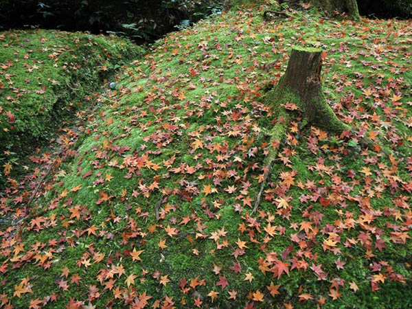 Photoshop 一幅橙黄的落叶图