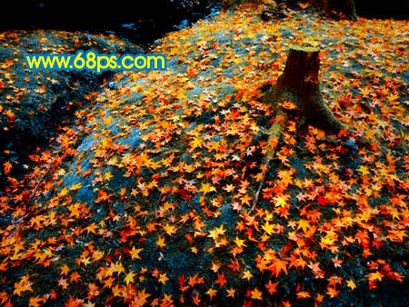 Photoshop 一幅橙黄的落叶图