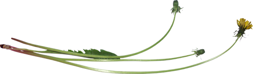 Photoshop 柔美的蓝色魅力签名