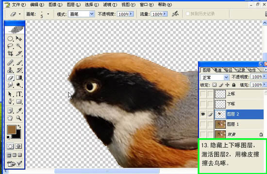 Photoshop 小鸟张嘴鸣叫动画