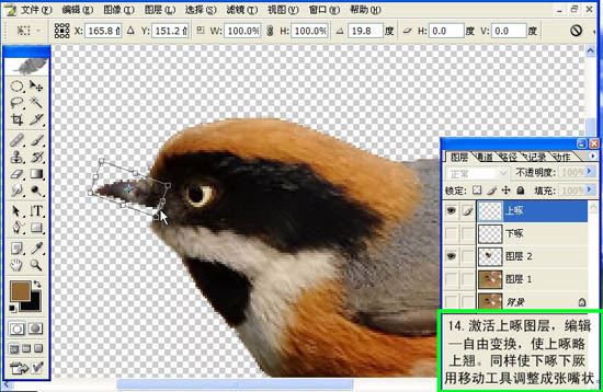 Photoshop 小鸟张嘴鸣叫动画