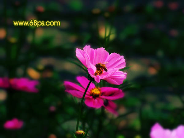 Photoshop 斑斓的花朵图片实现方法