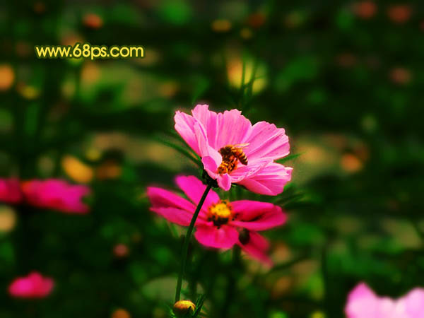 Photoshop 斑斓的花朵图片实现方法