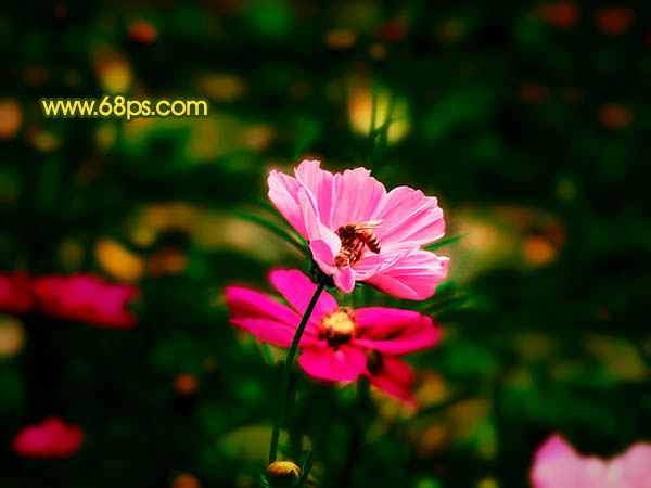 Photoshop 斑斓的花朵图片实现方法