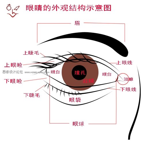 眼睛的结构示意图