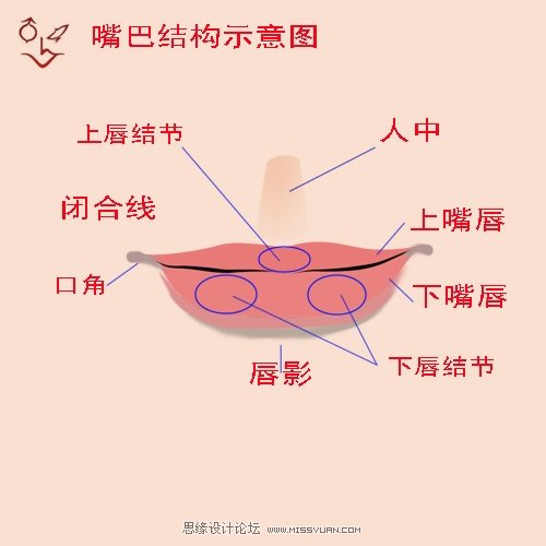 主页 平面设计 photoshop教程 矢量手绘 嘴唇外观明暗示意图