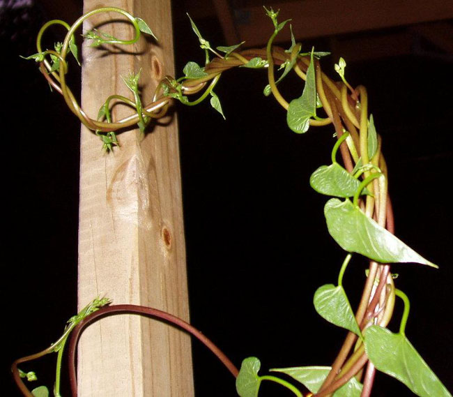 PS创意合成缠着藤蔓飞行的美女