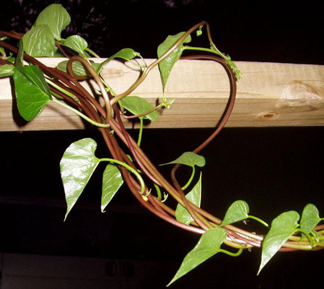 PS创意合成缠着藤蔓飞行的美女