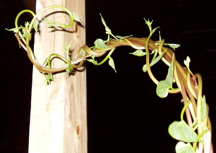 PS创意合成缠着藤蔓飞行的美女