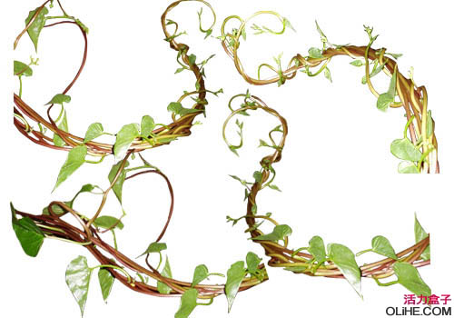 PS创意合成缠着藤蔓飞行的美女