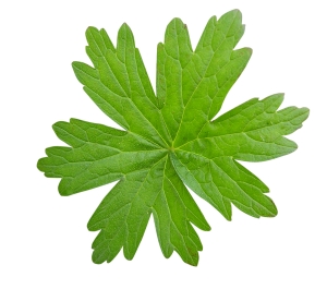 PS创意合成缠着藤蔓飞行的美女