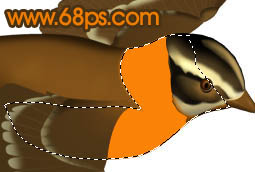 Photoshop打造一只可爱的金色小麻雀