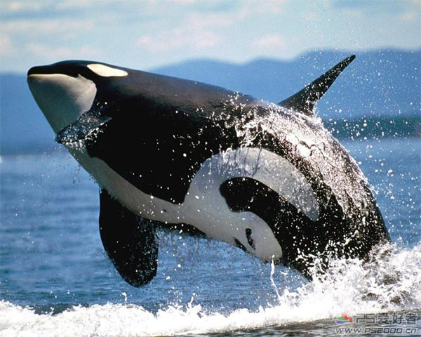 photoshop合成唯美的生态地球