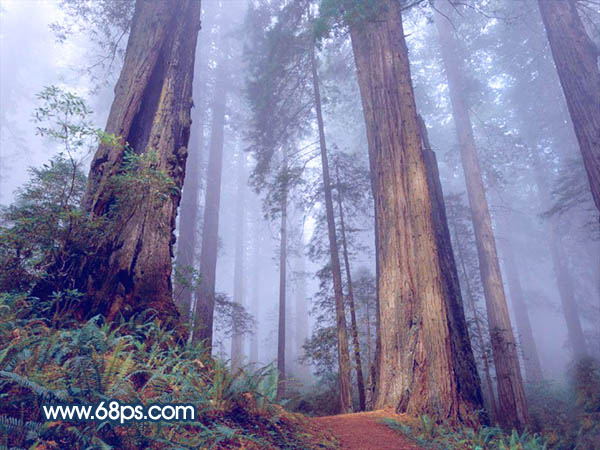 Photoshop制作暗调蓝紫色的森林图片