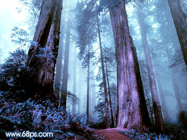 Photoshop制作暗调蓝紫色的森林图片