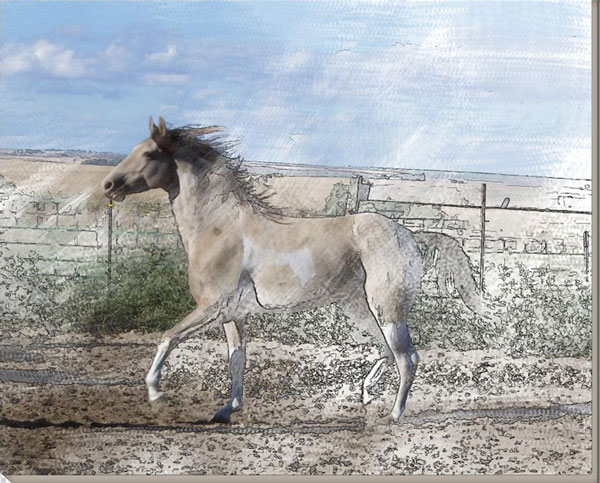 Photoshop把骏马图片转成彩色素描