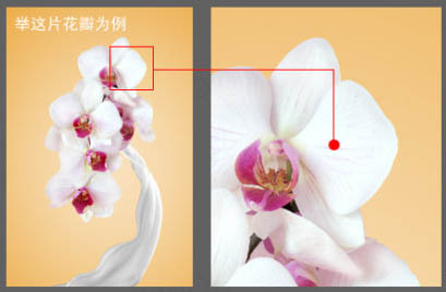 photoshop合成动感的牛奶花朵