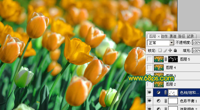 Photoshop制作鲜丽的橙黄色郁金香图片