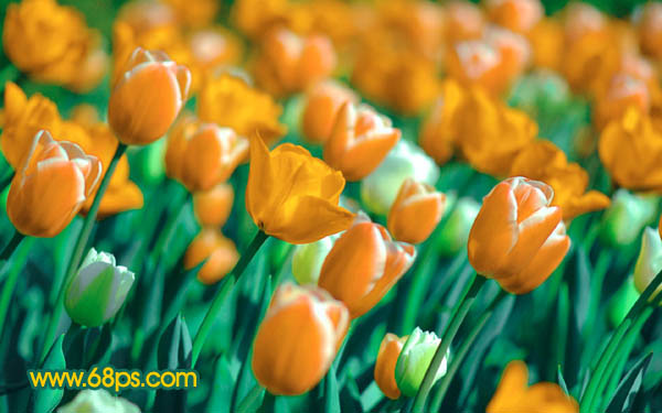 Photoshop制作鲜丽的橙黄色郁金香图片