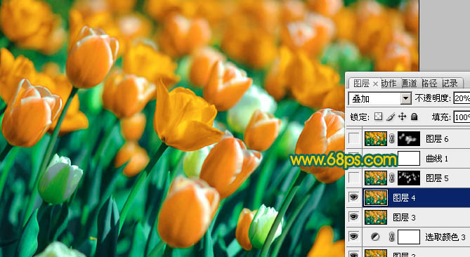 Photoshop制作鲜丽的橙黄色郁金香图片