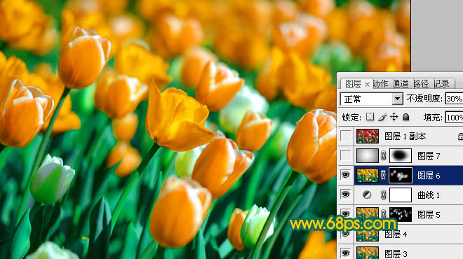 Photoshop制作鲜丽的橙黄色郁金香图片