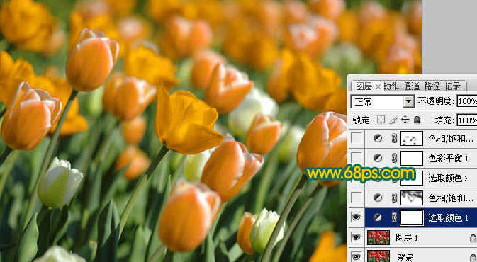 Photoshop制作鲜丽的橙黄色郁金香图片