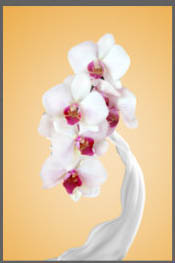 Photoshop合成牛奶泼洒出纯白色花朵的效果