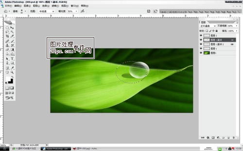 Photoshop将制作出漂亮绿叶上的水珠