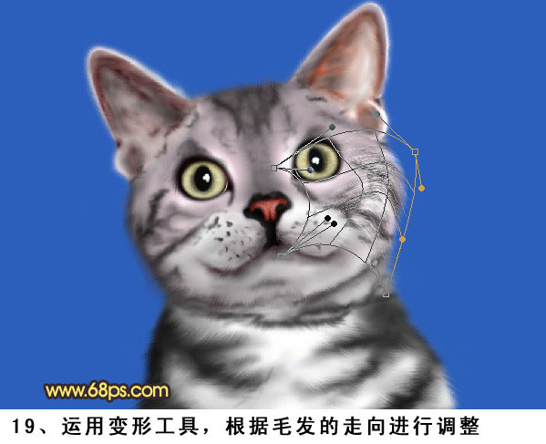 PS将鼠绘出神态逼真可爱的小灰猫