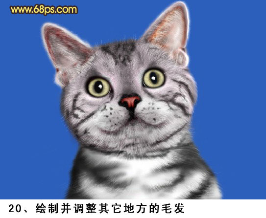 PS将鼠绘出神态逼真可爱的小灰猫