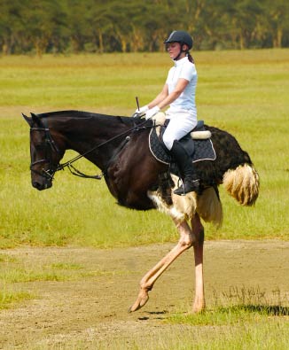 photoshop将马与鸵鸟合制成一种动物