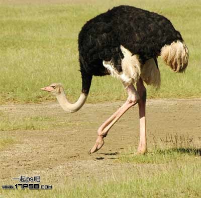 photoshop将马与鸵鸟合制成一种动物