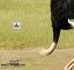 photoshop将马与鸵鸟合制成一种动物