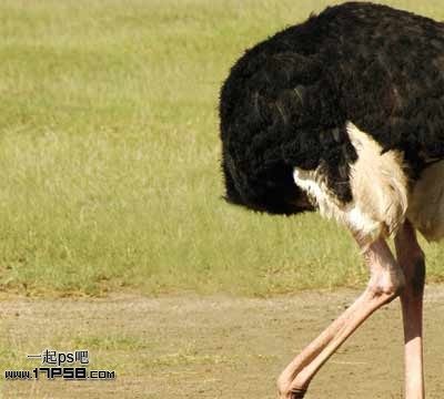 photoshop将马与鸵鸟合制成一种动物