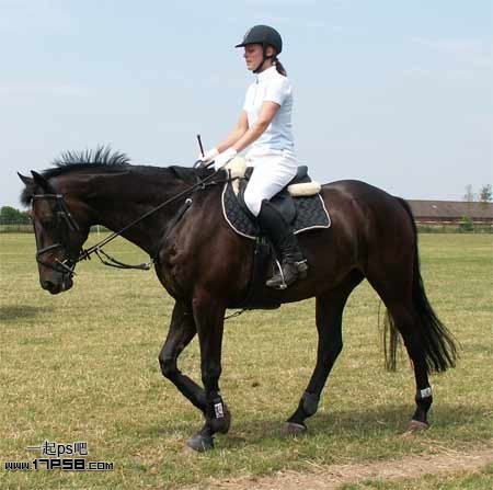 photoshop将马与鸵鸟合制成一种动物