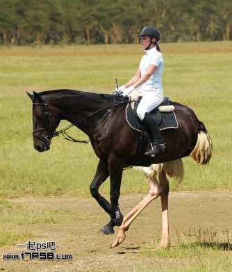 photoshop将马与鸵鸟合制成一种动物