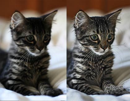 photoshop巧用滤镜工具提升猫咪图片的清晰度效果教程”