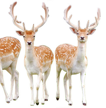 Photoshop打造唯美的彩虹岛婚片教程