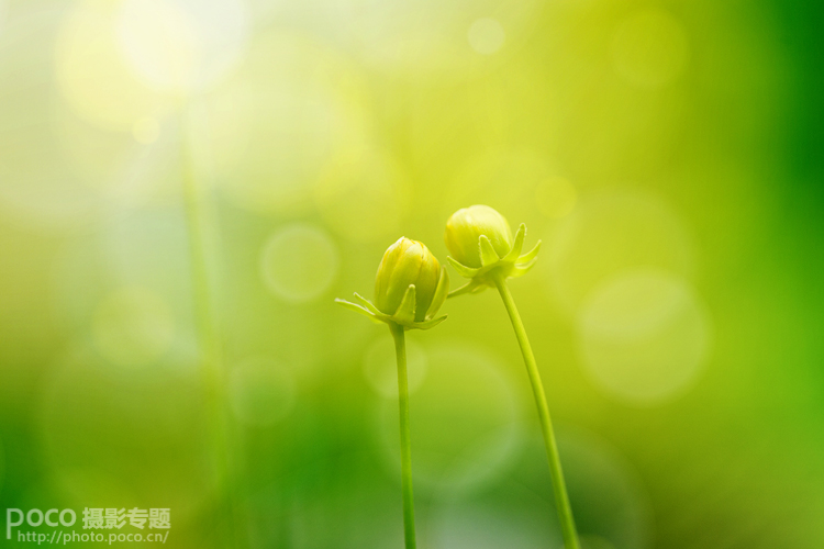 photoshop打造出唯美梦幻的微距生态摄影图片教程