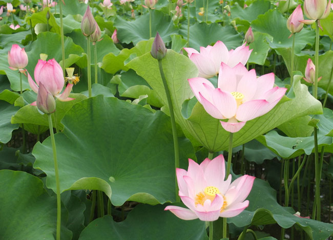 Photoshop合成打造出唯美的春季游湖婚片