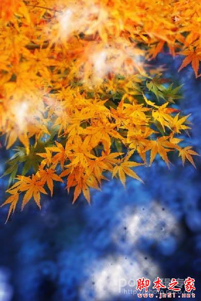 Photoshop将秋季枫叶图片打造出梦幻烟雾特效