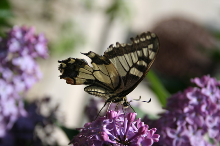 Photoshop合成制作树林中与蝴蝶交流的仙子