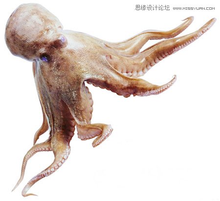 远古巨型章鱼古代图片
