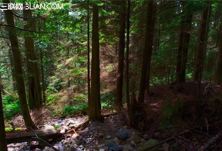 photoshop快速将偏暗的森林图片打造迷人的霞光色