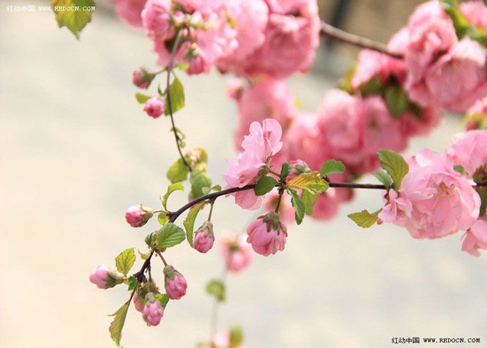 Photoshop将鲜艳的梅花图片调出漂亮的日韩系效果粉调青红色