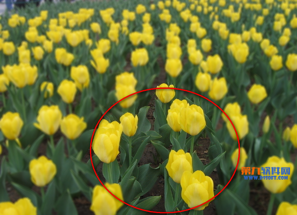 Photoshop利用滤镜工具快速调出虚化背景