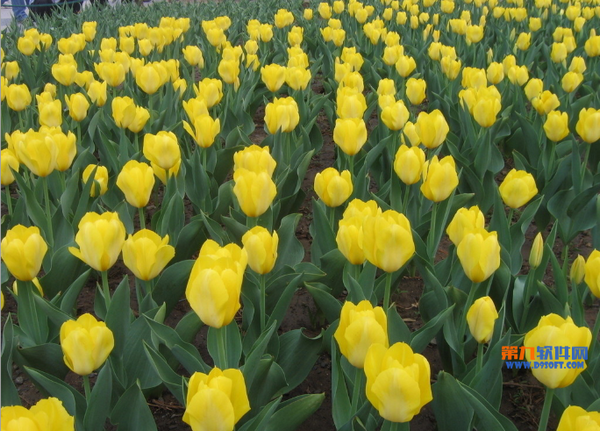 Photoshop利用滤镜工具快速调出虚化背景