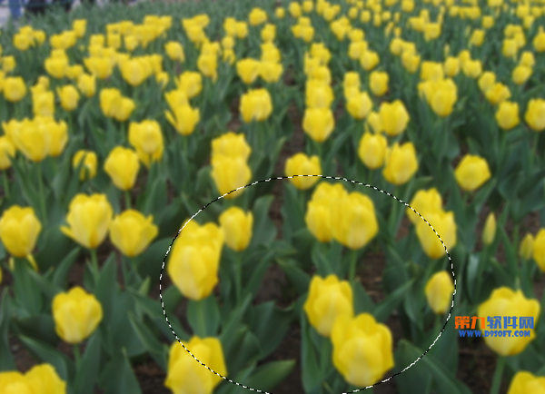 Photoshop利用滤镜工具快速调出虚化背景